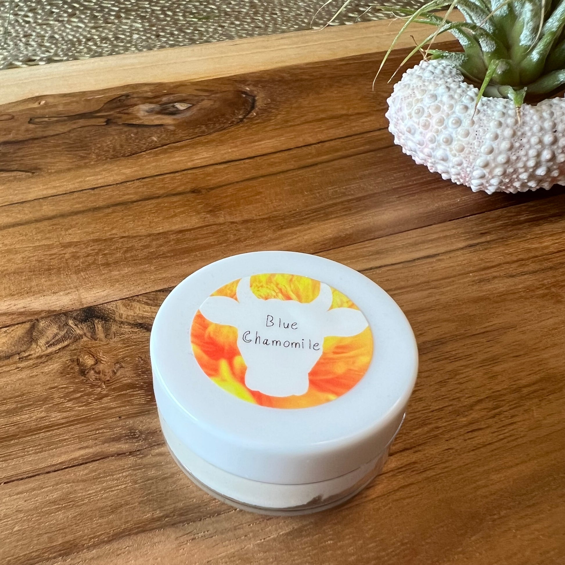 Sample 0.25 size of 100x Washed Ghee Ayurvedic skin cream with German Chamomile essential oil with a yellow label on top, sitting on a wooden board with a shell holding an air plant.