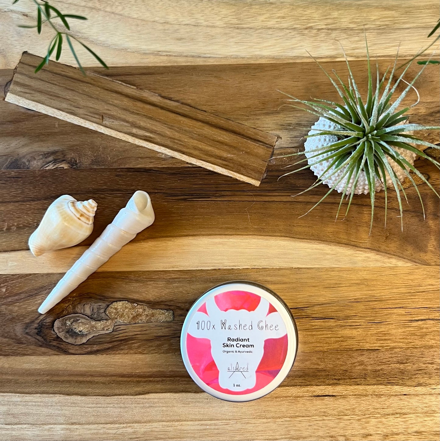 Top view of jar of 100x Washed Ghee Ayurvedic Skin Cream on a wooden board with two seashells and air plant in a shell.